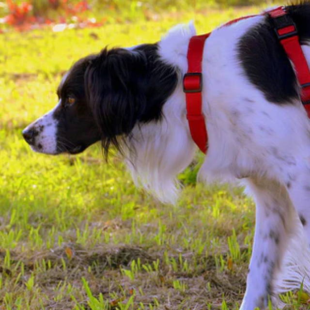 Niereninsuffizienz (Nierenversagen) beim Hund
